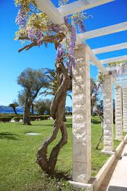 Where should this vine be planted? Are Wisteria Roots Aggressive Learn About The Root System Of A Wisteria