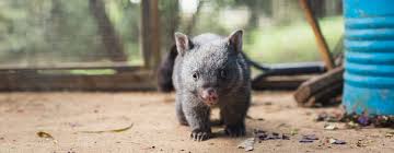 Image result for Common wombat