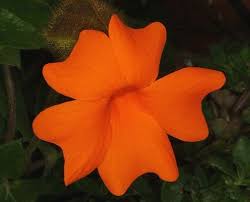 Image result for Thunbergia gregorii