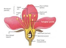 We did not find results for: Bagian Bagian Bunga Pengertian Struktur Proses Fungsi
