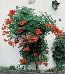 Image result for Bignonia