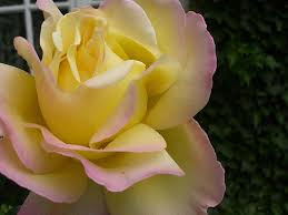 Check spelling or type a new query. Roses Pt 2 Chinese Roses And Hybrid Tea Roses Fragrant Earth