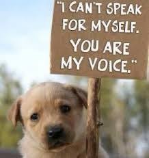 A Voice For Animals Essay Contest For Students 19 Or Younger Deadline May 31 Animals Animal Abuse Animal Rights Quotes
