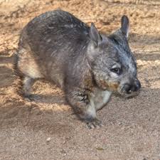 Image result for Southern hairy-nosed wombat