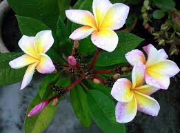 Bunga melur atau nama saintifiknya jasminum sambac terdir dari pelbagai variaties namun yang bunga melur banyak digunakan dalam perubatan terutamanya dalam perubatan ayurveda oleh. Bunga Melor Plants Nature
