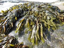 | meaning, pronunciation, translations and examples. Nutrition Health Seaweed Health Benefits Seaweed Health Benefits Our Blog