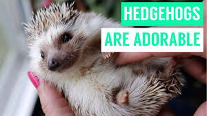 ️ read more ️hey everyone! Baby Hedgehog Bathing And Eating Compilation Youtube