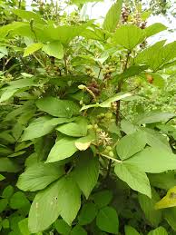 Image result for Flemingia grahamiana