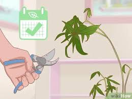 Pruning money trees indoor money trees, especially those that are braided, do not need to be pruned very often, but you can remove dead or damaged plant material when you water or fertilize. How To Prune A Money Tree 12 Steps With Pictures Wikihow