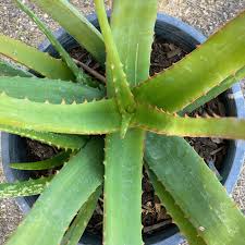 Image result for Aloe cameronii × christianii
