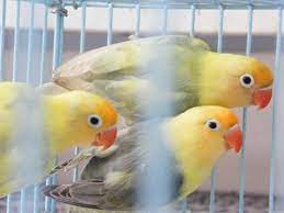 Check spelling or type a new query. Yellow Faced Sable Lovebird Parrots Exotics Taiwan Co Ecplaza Net