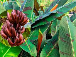 Image result for Musa sp. (Ornamental bananas)