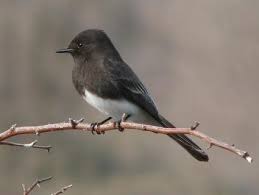 Backyard Birds Of Pa Identification Dark Eyed Junco Backyard Birds Beautiful Birds I Like Birds