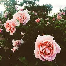 Photo By Arielle Vey Pretty Flowers Flower Aesthetic Beautiful Flowers