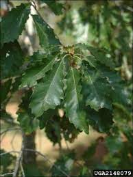 Chinkapin oak is one of the great denizens of the historic central ky landscape, along with bur oak along with the aforementioned species, chinkapin oak associates with ky coffeetree, white ash. Dwarf Chinkapin Oak Natural Resource Stewardship