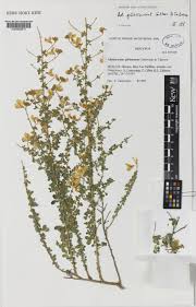 Image result for Adenocarpus