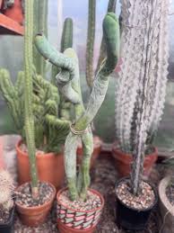 Image result for Bulbostylis megastachys