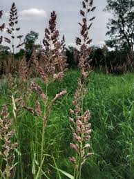 Image result for Phalaris