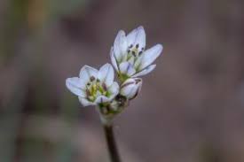 Image result for Nothoscordum borbonicum