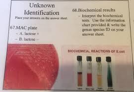 Solved Unknown 68 Biochemical Results Identification Inte