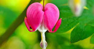 Thursday Myths Legends 101 Bleeding Heart Flower Bleeding Heart Flower Beautiful Flowers Photos Bleeding Heart