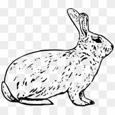 All clipart images are guaranteed to be free. Transparent Easter Bunny Clip Art Arctic Hare Clipart Black And White Hd Png Download 1024x895 Png Dlf Pt