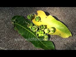 Image result for Duabanga