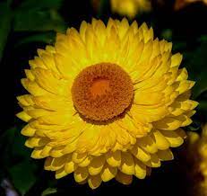 Australia Paper Daisy Everlasting Flower Yellow Australia Paperdaisy Everlasting Flower Yellow Paper Daisy Everlasting Flowers Daisy