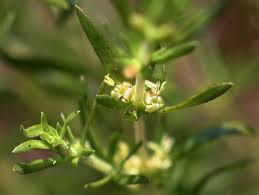 Image result for Anthospermum