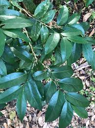 Image result for Drypetes