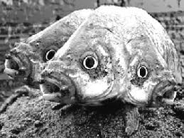 Résultat de recherche d'images pour "мутанты"