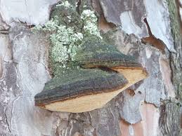 Image result for Phellinus pini