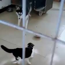 Bruh You Don T Want This 9gag In 2020 Funny Animal Videos Cute Funny Animals Pets