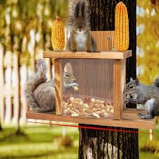 Image result for squirrel poop