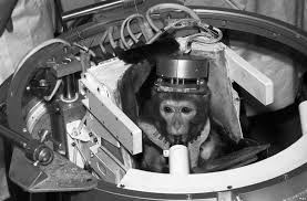 5 Animals Who Have Launched Into Space Pouted Com First Monkey In Space Monkey In Space Animals