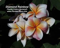 Image result for Tristachya rehmannii