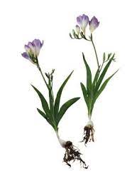 Easy Planting Instructions For Freesia Plants Indoor Flowering Plants Freesia