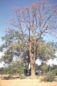Image result for Adenia karibaensis