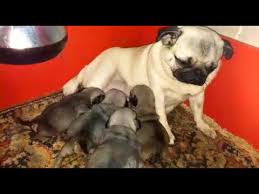 Pug Mops Yavrular Youtube