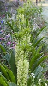 Image result for Eucomis autumnalis