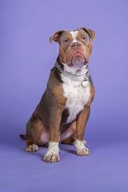 The olde english bulldogge, by contrast, is a crossbreed of the american bulldog, the english bulldog, the bull mastiff, and the american pitbull terrier. Olde English Bulldog Bulldogclubsuedharz Com