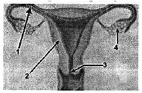 Kunci jawaban ini berasal dari soal buku tema 4 kelas 2 sd/mi pembelajaran 3 subtema 4 halaman 172, 173, 173, dan 179. Kejarcita 1 Bank Soal Sekolah