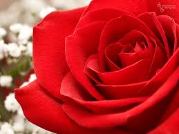 Red rose love rose wallpaper red rose love love wallpaper rose wallpaper red love red wallpaper flowers roses high definition picture flower bouquets romance printing application picture quality exquisite pictures practical picture background red roses macro romantic colorful petals tender and. Free Download Rose Wallpaper Rose Wallpaper Rose Wallpapers Rose Wallpaper 1024x768 For Your Desktop Mobile Tablet Explore 48 Red Roses Wallpaper Backgrounds Red Rose Wallpaper Free Download Free Rose
