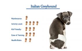 It weighs no more than 5 kg and stands 32 to 38 cm at the withers. Italian Greyhound Everything You Need To Know At A Glance