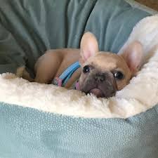Use the search tool below and browse adoptable french bulldogs! Testimonials Miami Frenchies