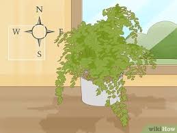 Active 9 years, 1 month ago. How To Grow A Maidenhair Fern 13 Steps With Pictures Wikihow