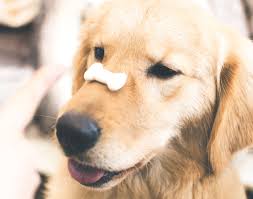 Blijf ook nieuwsgierig, zoek uit waarom een dier . Hondje Tekenen Makkelijk