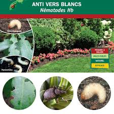 Nematodes Anti Vers Blancs Hannetons Et Otiorhynques Lutte Bio Vente Au Meilleur Prix Jardins