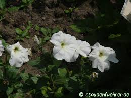 Image result for Petunia axillaris