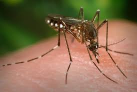 Image result for Dengue